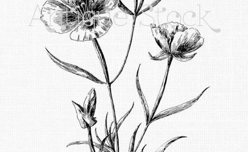 800x491 Botanical Flowers Line Art Gardening Flower And Vegetables
