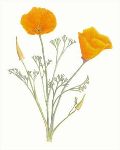 236x295 Northern California Poppy Scientific Drawing