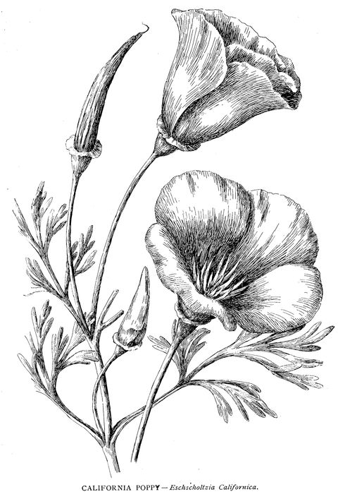 480x700 California Poppy, Amazing Picture Of California Poppy Coloring