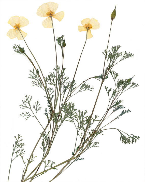570x718 California Poppy Art Pressed Plant Print California Gift