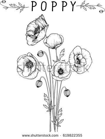 357x470 Drawn Poppy