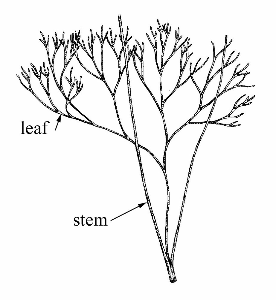 923x1000 Eschscholzia Californica (California Poppy) Go Botany