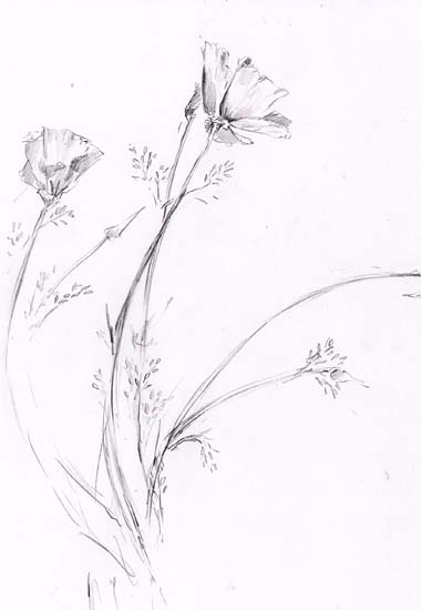 380x550 Falmouth University Students 2 Tresco Island