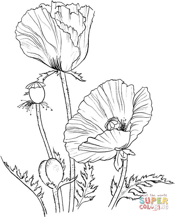 581x720 Oriental Poppy Coloring Page Scrapbook