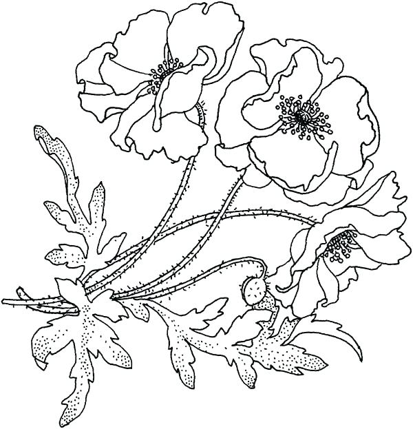 600x623 Poppy Coloring Page Click To See Printable Version Of Oriental