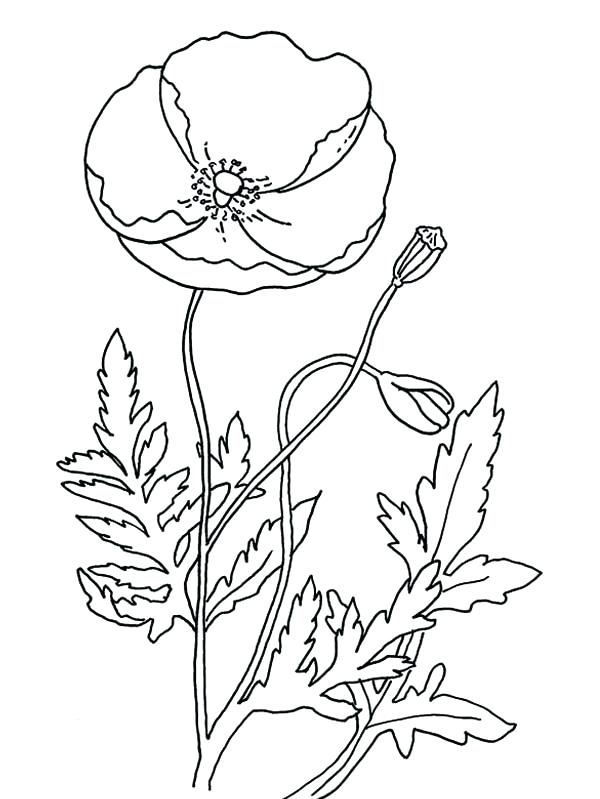 600x799 Poppy Coloring Page Poppy Coloring Page Poppy Coloring Page