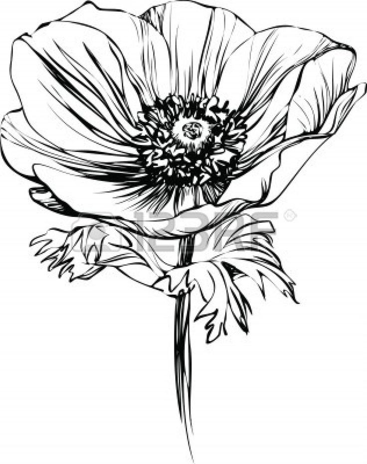 736x931 Poppy Clipart Line Drawing