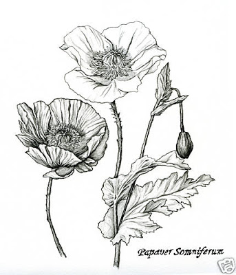 343x400 Papoula Ink Drawings, Flower Art And Drawing Reference