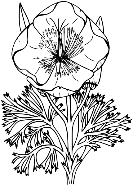 429x600 California Poppy Lineart