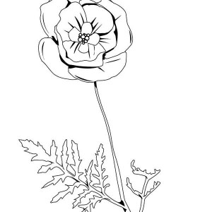 California Poppy Drawing at GetDrawings | Free download