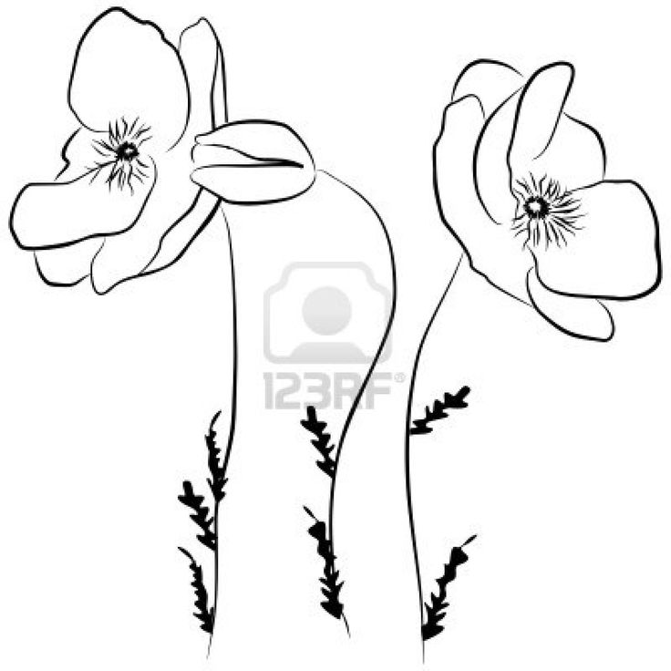 736x736 Drawn Poppy Flamboyant Flower