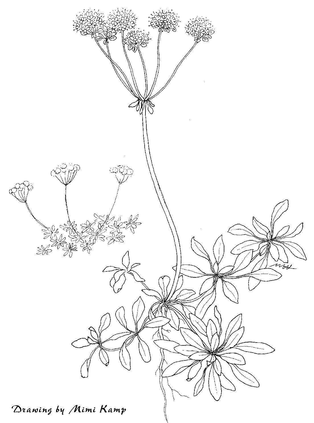 1103x1482 Eriogonum Umbellata Essence Of The Desert