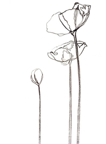 352x480 Image Result For California Poppy Line Drawing Ink.
