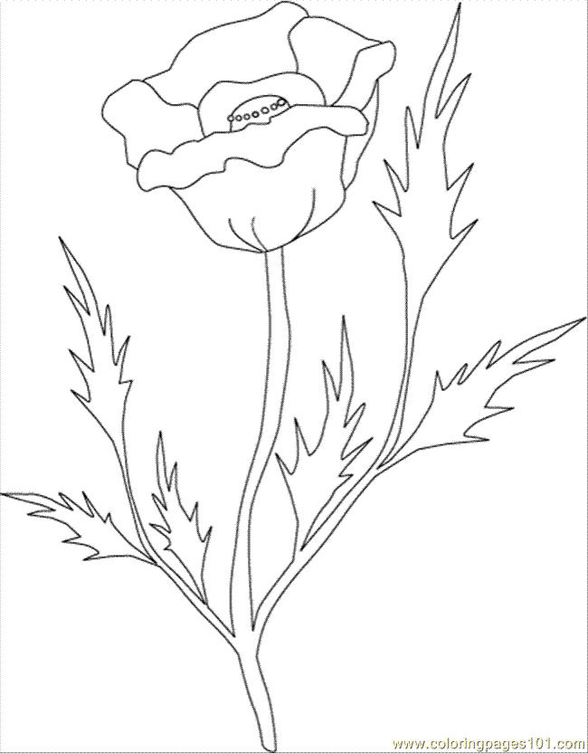 650x832 Poppy Clr Coloring Page