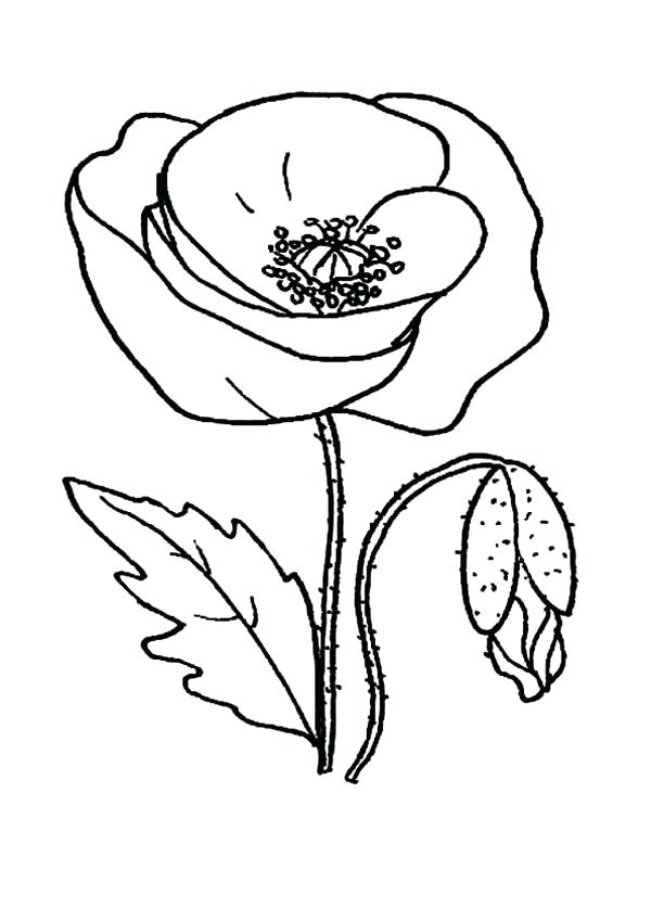 600x849 Poppy Coloring Page California Poppy Coloring Page