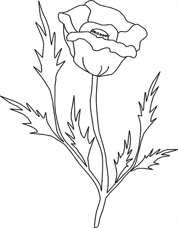 600x768 Poppy Leaves Drawing