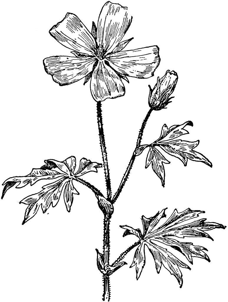 774x1024 Purple Poppy Mallow Clipart Etc