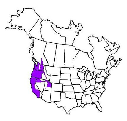 430x411 California State Bird