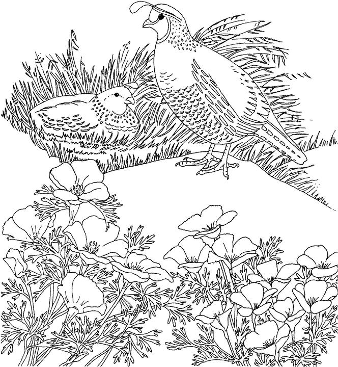 664x720 California Valley Quail Coloring Page Purple Kitty Coloring