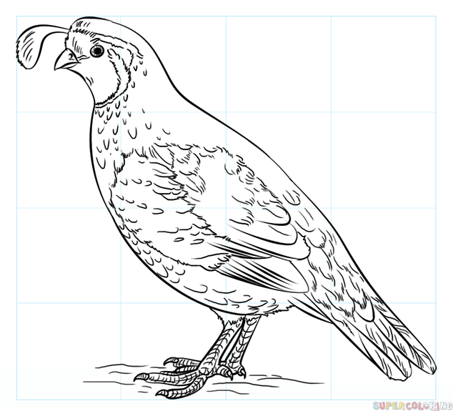 634x575 How To Draw A California Quail Step By Step Drawing Tutorials