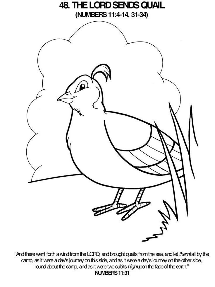 735x980 Quail Animal Coloring Pages Quail Page