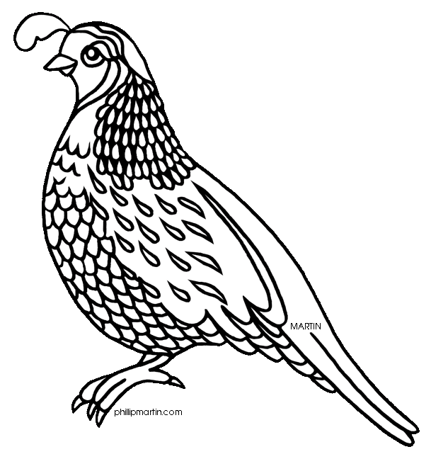 609x648 Quail Line Drawing