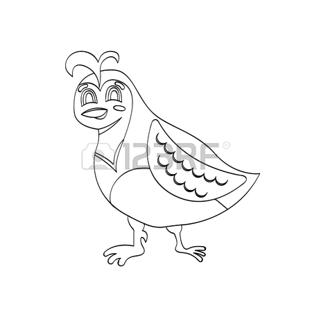 450x450 California Quail Stock Photos. Royalty Free Business Images