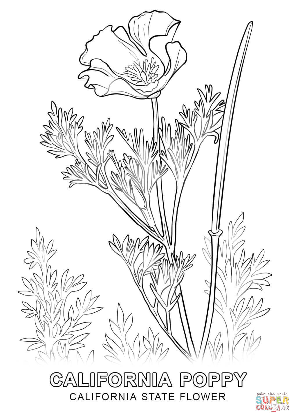 1020x1440 California State Flower Coloring Page Free Printable Coloring Pages