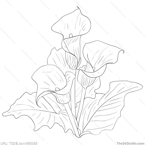 600x600 Calla Lily Bouquet Drawing Calla Lily Dra. Painting And Drawing