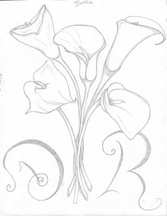 582x752 Calla Lily Drawing Calla Lily Pencil Sketch Drawing Image