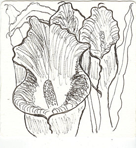 276x300 Calla Lily Drawings