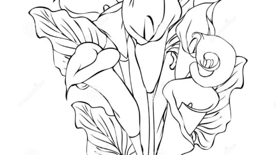 570x320 Calla Lily Flower Drawing Calla Lily Flowers Stock Vector