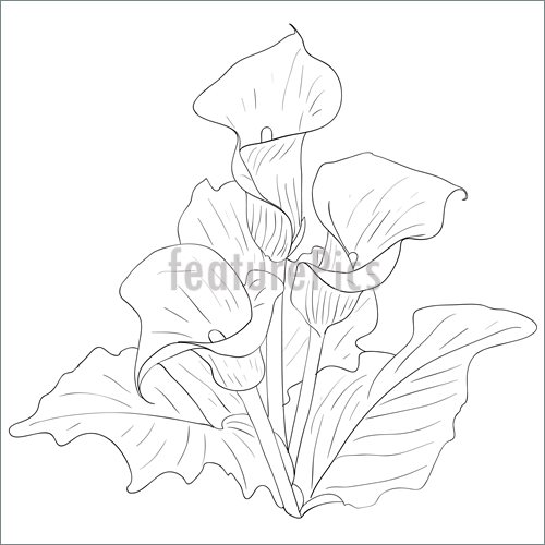 500x500 Beautiful Flowers Calla Lilies On A White Background Drawn By Hand