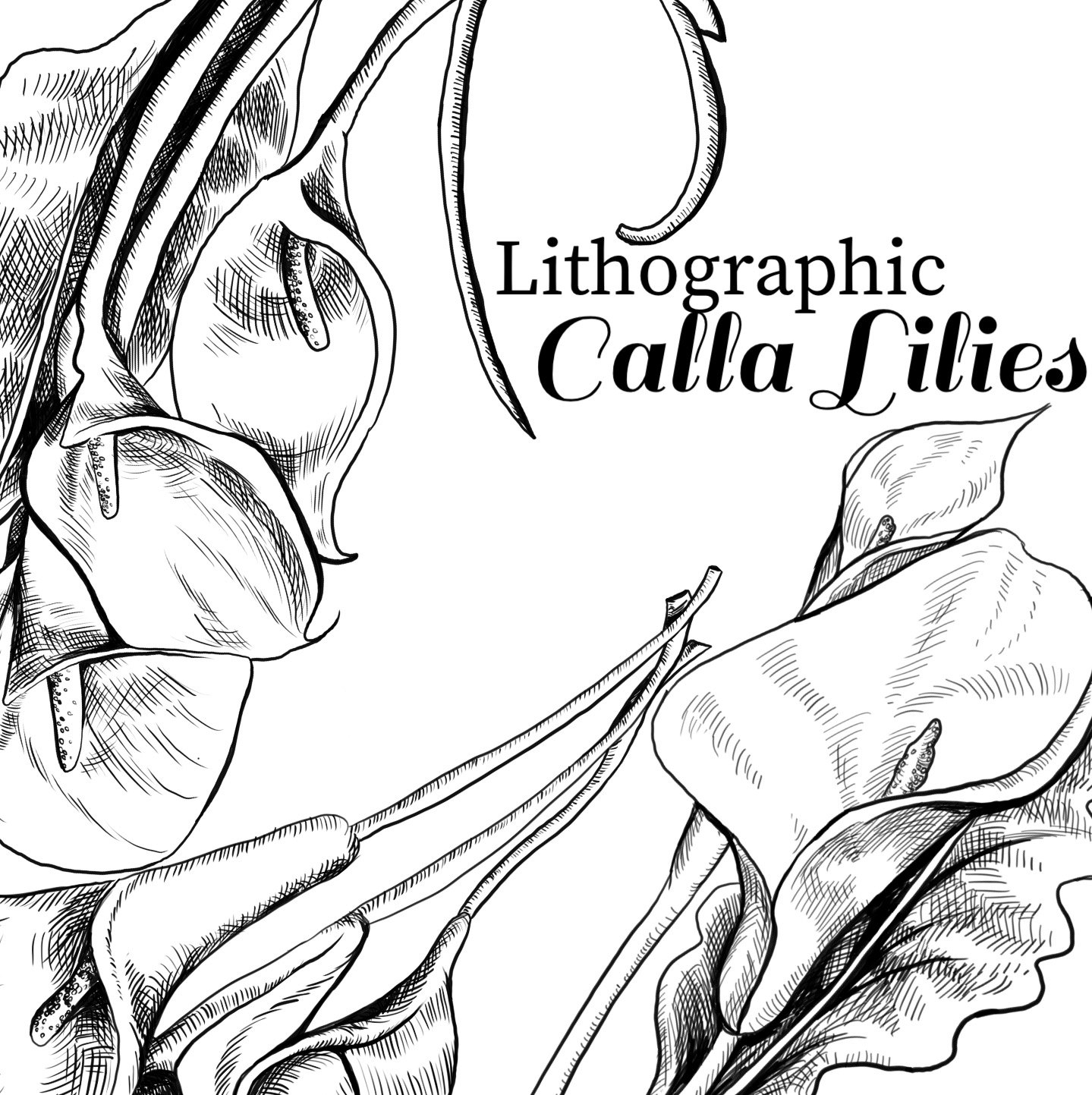 1439x1443 Lithographic Calla Lily Clip Art, Vintage Style Floral