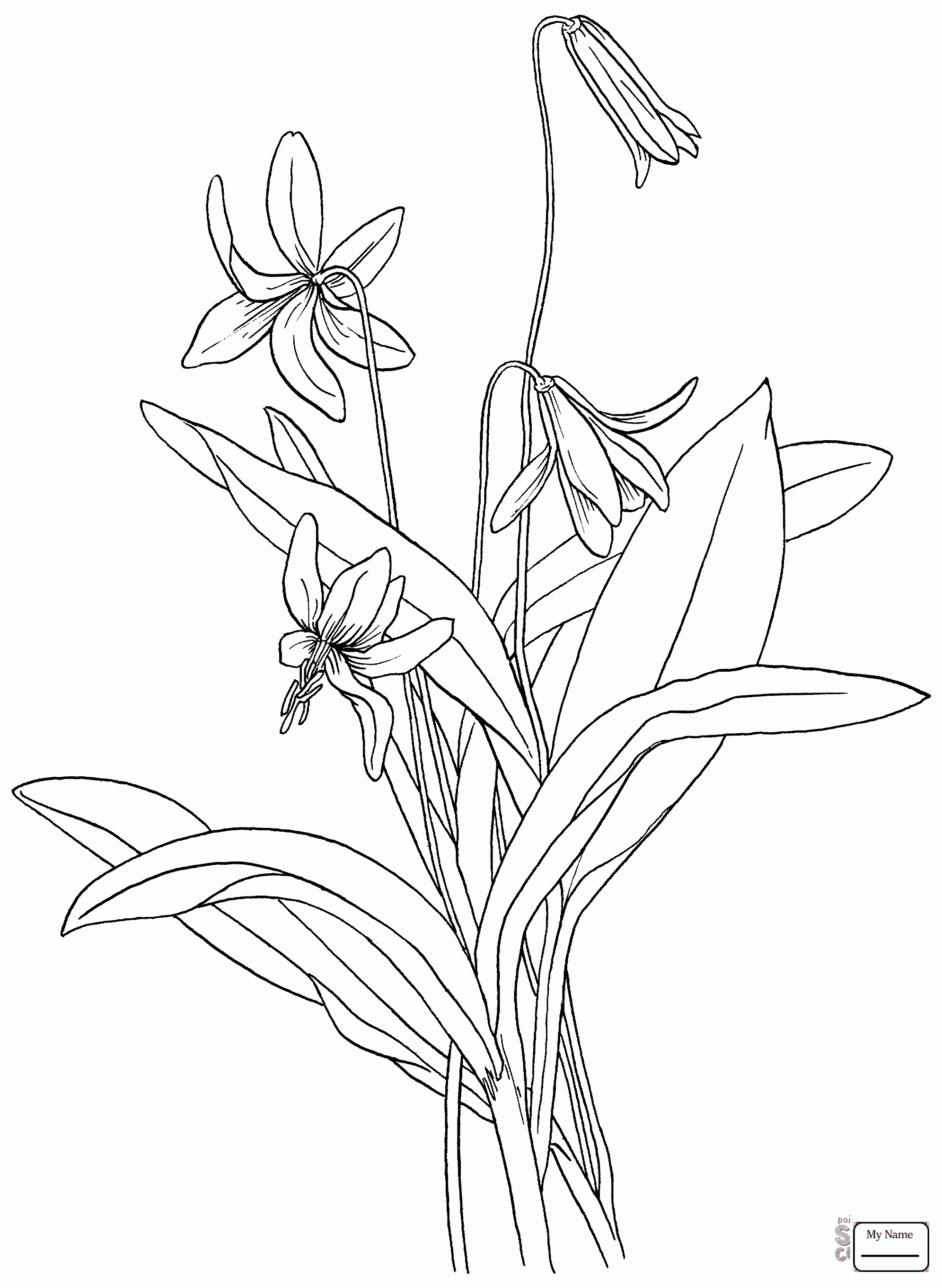 1991x2721 Coloring Pages Flowers Calla Lily Blossom Lilies