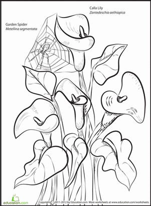 301x411 Calla Lily Worksheet