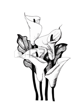Calla Lily Line Drawing at GetDrawings | Free download