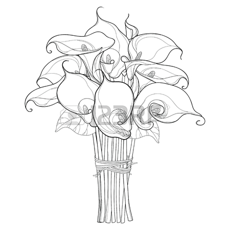 450x450 Calla Lily Flower Drawing. Calla Lilies Simple Drawing Vector