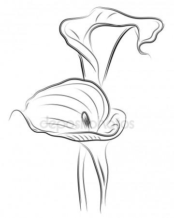 360x450 Calla Lily Stock Vectors, Royalty Free Calla Lily Illustrations