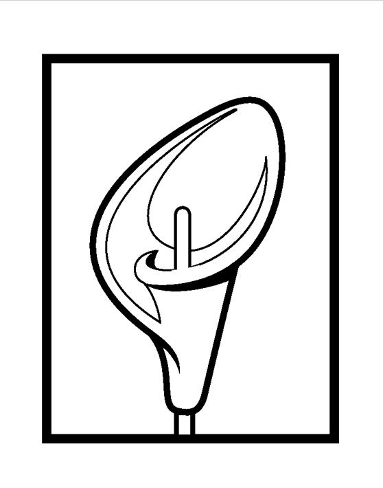 558x710 Cindy Lindgren Calla Lily Process