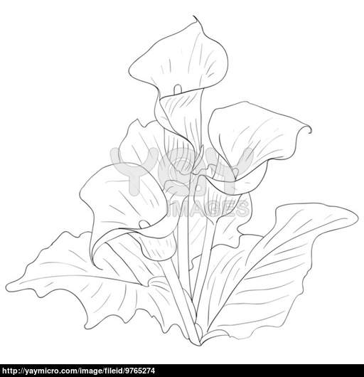 512x530 Coloring Lily Flower Drawing Outline Blooming Tiger Hand Drawn