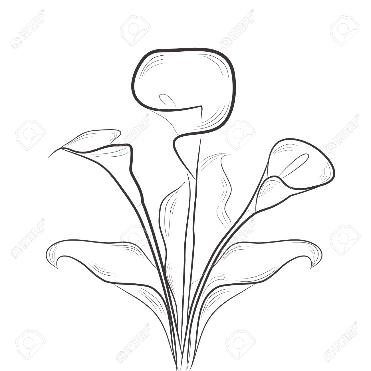 1300x1300 Drawing Calla Lily Flower Ornament Image. How To Draw Calla