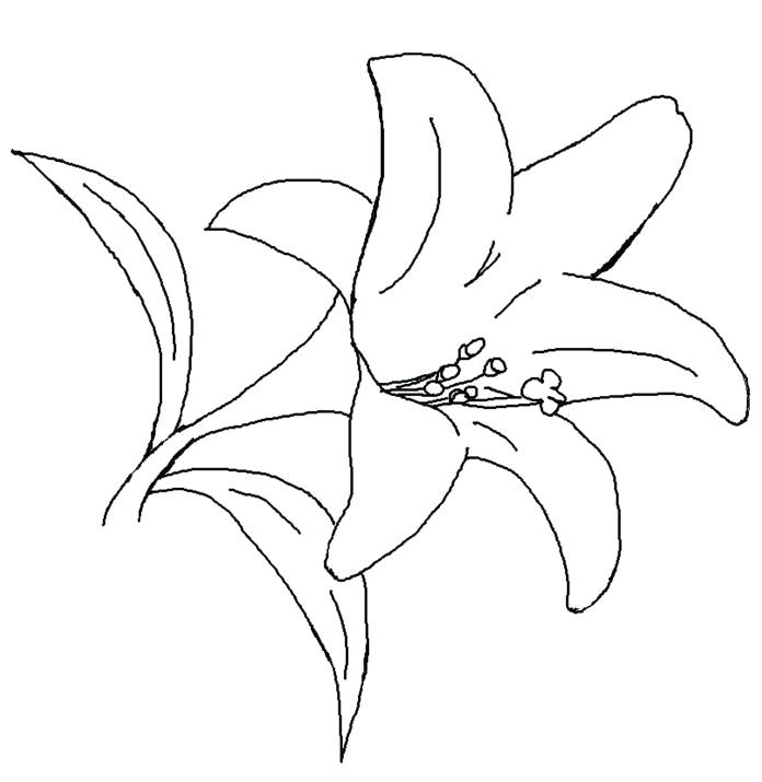 696x715 Calla Lily Coloring Pages Leivancarvalho Colouring Sheets 36176