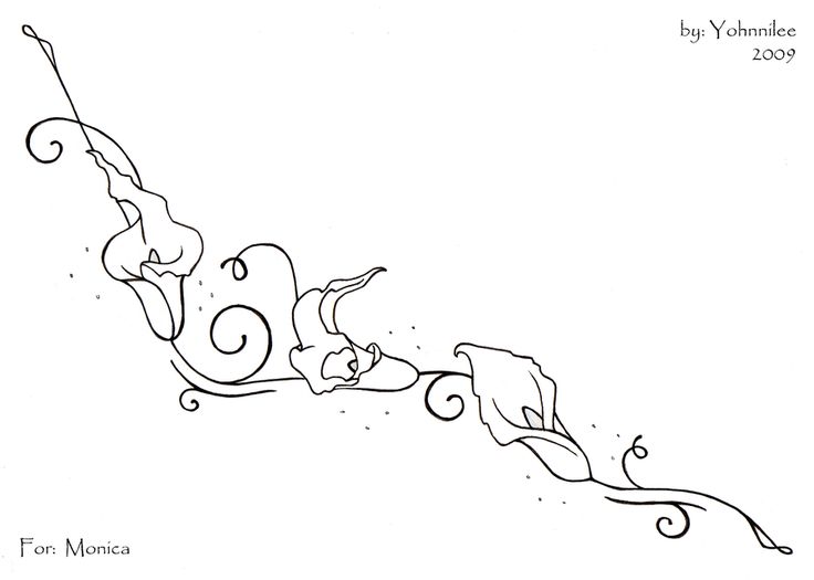 736x525 Calla Lily Clipart Pencil Drawing