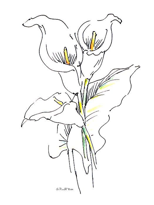 Calla Lily Flower Drawing at GetDrawings | Free download