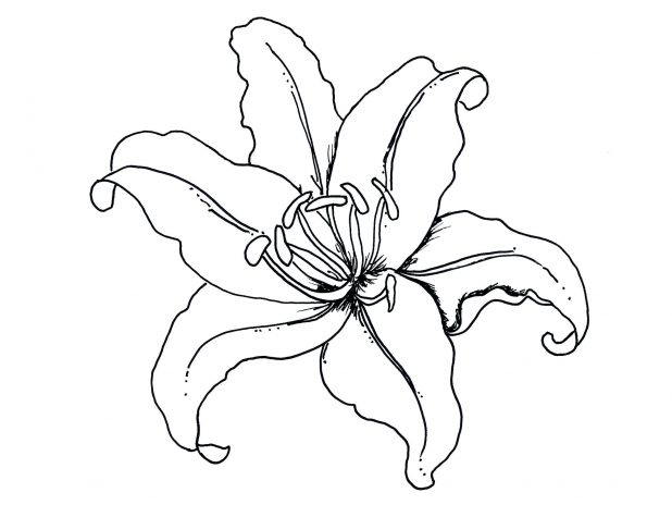 618x464 Lily Outline Search 150 Extraordinary Flower Calla Lily Flower