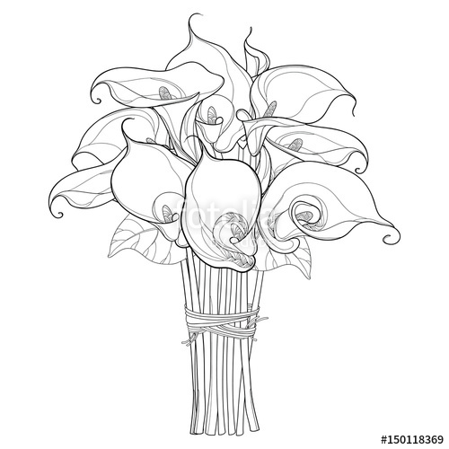 500x500 Vector Bouquet With Calla Lily Flower Or Zantedeschia With Leaves