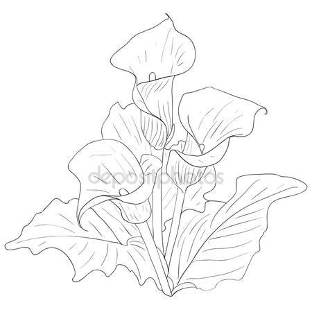 450x450 Calla Stock Vectors, Royalty Free Calla Illustrations
