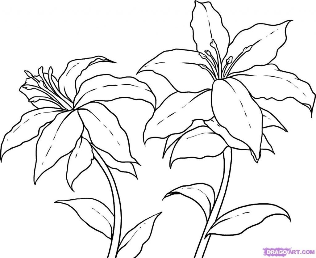 1024x835 Coloring Pictures Of Lily Flowers Best Of Water Lily And Pad