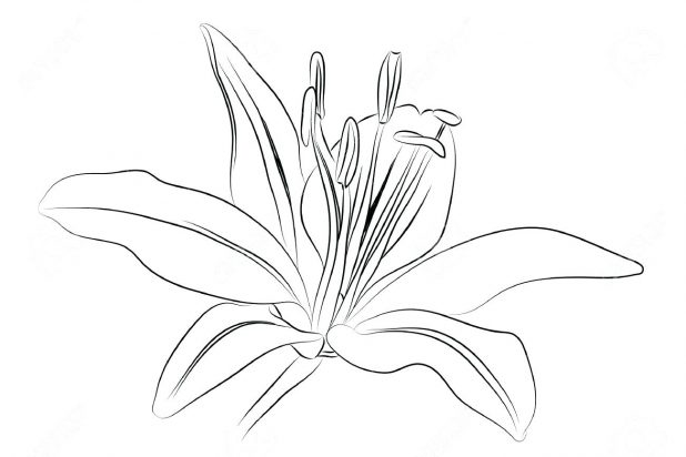 618x412 Coloring Astonishing Lily Outline. Lily Outline Free. Calla Lily